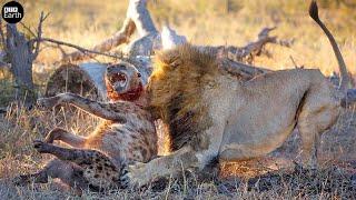 Lion Attack and Eat Hyena - Animal Fighting  ATP Earth