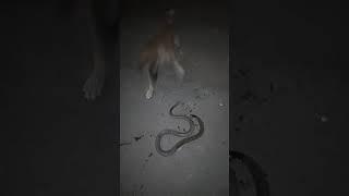 Anjing berkelahi dengan ular kobra