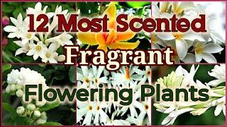 Top 12 Most Scented  Fragrant Flowering plants on Earth