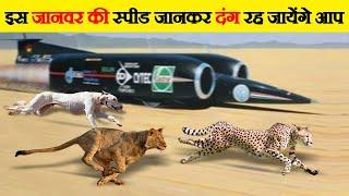 दुनिया के 10 सबसे तेज़ जानवर  Fastest Animal Breeds in the World  Fastest animals