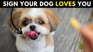 How Your Dog Shows They Love You Deeply