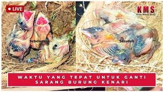 WAKTU YANG TEPAT UNTUK GANTI SARANG BURUNG KENARI