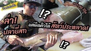 ผิดคิว? ล่าปลายี่สก แต่ดันได้ปลาอะไรกลับมา?  หัวครัวทัวร์ริ่ง EP.19