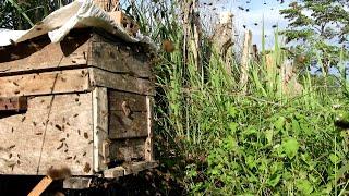 Save the bees  New home to honey bees  Apis cerana