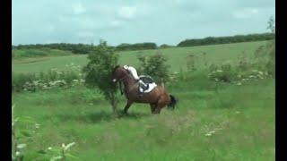 Horse meets tree?