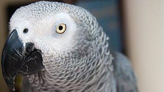 Parrot Testifying in Murder Trial