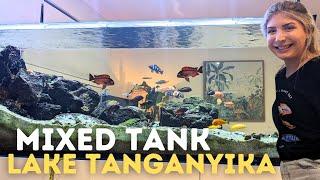 African Cichlid Aquarium Stocking - Lake Tanganyika