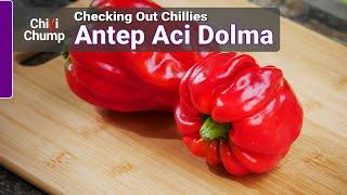 Antep Aci Dolma a new favourite? - Episode 6 Checking out Chillies with ChilliChump