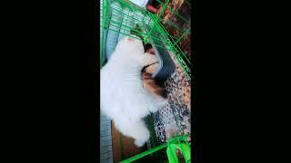 kucing kawin perawan di tempat pup juga jadi #shorts #shortsvideo