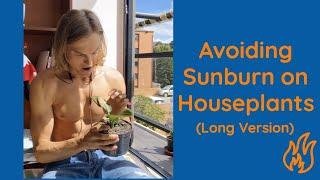 How to Avoid Sunburning your Houseplants Long Version