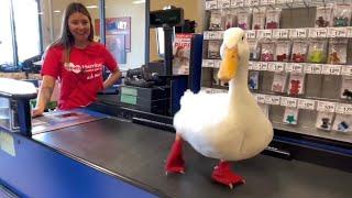 I took my duck to Petsmart