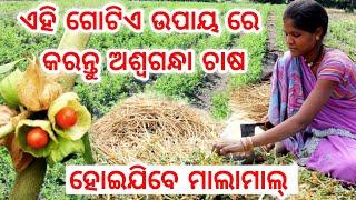 Aswagandha Tree Farming in Odisha full details explained with soil investment and profit