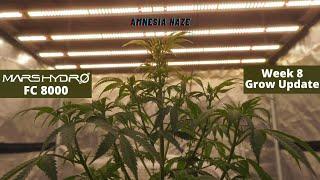 Amnesia Haze & Badazz Cookies Week 8   Mars Hydro FC 8000 Weed Grow Update