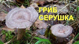 Гриб Серушка. Lactarius Flexuosus mushroom