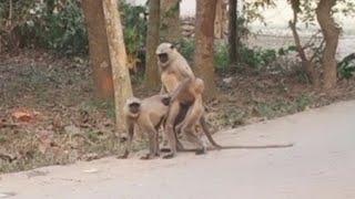 monkey sex video monkey Playing Monkey fight video