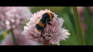 Bumble Bee-Roll - Panasonic Lumix GH6  Sirui Anamorphic 35mm