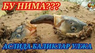 Хамма Шокда  Буни хеч Ким Кутмаганди  #hammaga_qiziq #bilib_oling #тезда_куринг