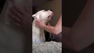 Dogo argentino love #ghawarvlogz #viral #dogoargentino #shorts