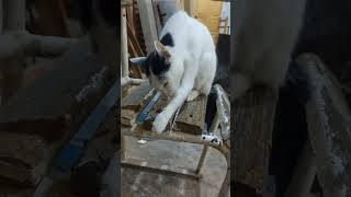 شاهد القط كيف ينظف نفسه Watch the cat clean itself