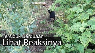 Terciduk Berduaan di Kebun Lihat REAKSINYA 