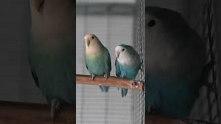 African Lovebirds - Agapornis roseicollis longfeather Aquablue & blue #africanlovebird #parrot #bird