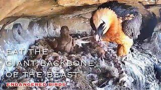 #88Bearded Vulture Nest／Nestflix Live Stream️Endangered bird species the Southern Bearded Vulture