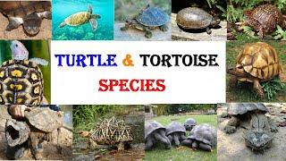 All Turtle Species - All Tortoise Species - Types Of Turtle - Types Of Tortoise