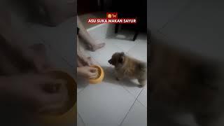 #dog #doglover #shorts #short #shortvideo