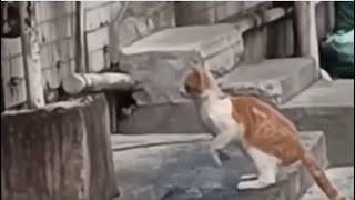 Cat catches dinner  - #cuteanimals