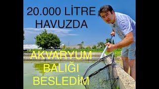 20.000 LİTRE HAVUZDA BÜYÜYEN BALIKLARIN DURUMU İNANILMAZ.Akvaryum Balıkları Hızlı Büyür mü ? 