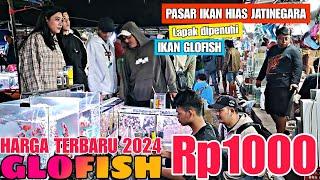 GLOFISH MERAJAI PASAR JATNER  UPDATE HARGA IKAN GLOFISH DI JATINEGARA TERBARU