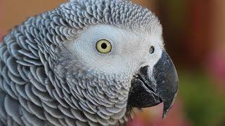 What are African Greys Like?