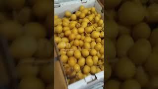 Kurma Super yang masih segar #kurma #kurmacoklatbekasi