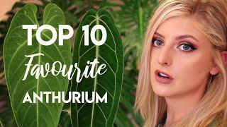 My Top 10 Favourite Anthurium