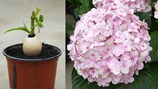 This Method Will Help The Hydrangea Revive Strongly And Bloom Vigorously