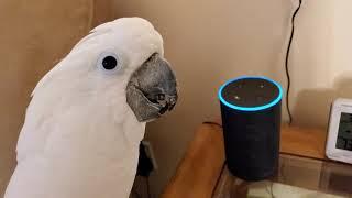 Cockatoo Attempts To Order Farts Off Of Alexa