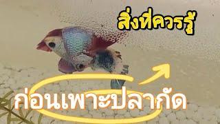 สิ่งที่ควรรู้ ก่อนเพาะปลากัด