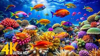 Under Red Sea 4K - Beautiful Coral Reef Fish in Aquarium Sleep Meditation Music - 4K Video UHD #4