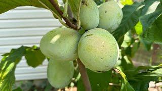 Top 10 Cold Hardy Fruit Trees EVERY Gardener Should Grow  Best Trees for Cold Climates