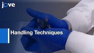 Handling Techniques To Reduce Stress In Mice l Protocol Preview