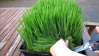 HOW TO GROW WHEATGRASS AT HOME IN HINDI