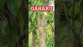 kayu gaharu #gaharuindonesia #gaharusuper #gaharu