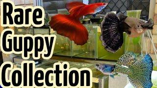 Rare Guppy Collection  FULL TOUR
