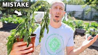 You’re Killing Your Tomatoes if You Do This 5 MISTAKES You Can’t Afford to Make Growing Tomatoes