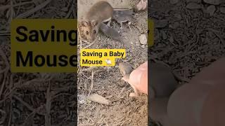 I Saved a Baby Mouse  #mice #babymouse #fieldmouse #missouri #cute