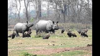 Rhino short video  Chitwan National Park Wild animals Rhino in Nepal Vulture in Nepal #wildlife