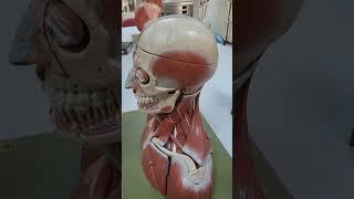 Baş ve boyun kasları anatomisi