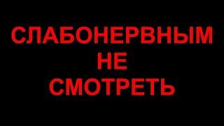 СЛАБОНЕРВНЫМ НЕ СМОТРЕТЬСтая волков напала на  собаку собака выжилаПомощь животным