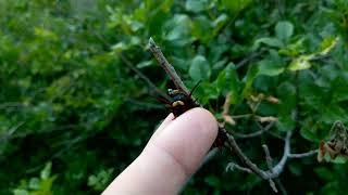 Pipevine swallowtail extruding its horns