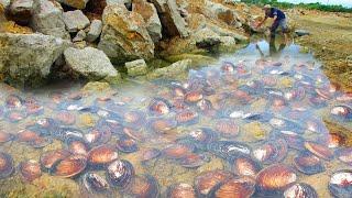 Best video  catch snails and clams at river at by skill fisherman by hand in river near mountain